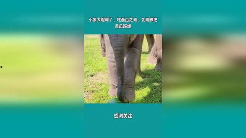 娱乐吃瓜小象是谁啊,网络红人的崛起之路